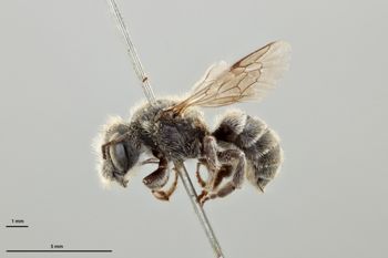Media type: image;   Entomology 592373 Aspect: habitus lateral view
